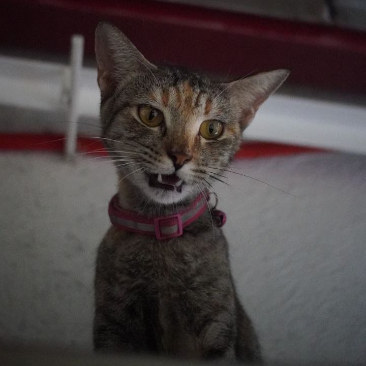 IMAGE 2025-08-21 01-35-35