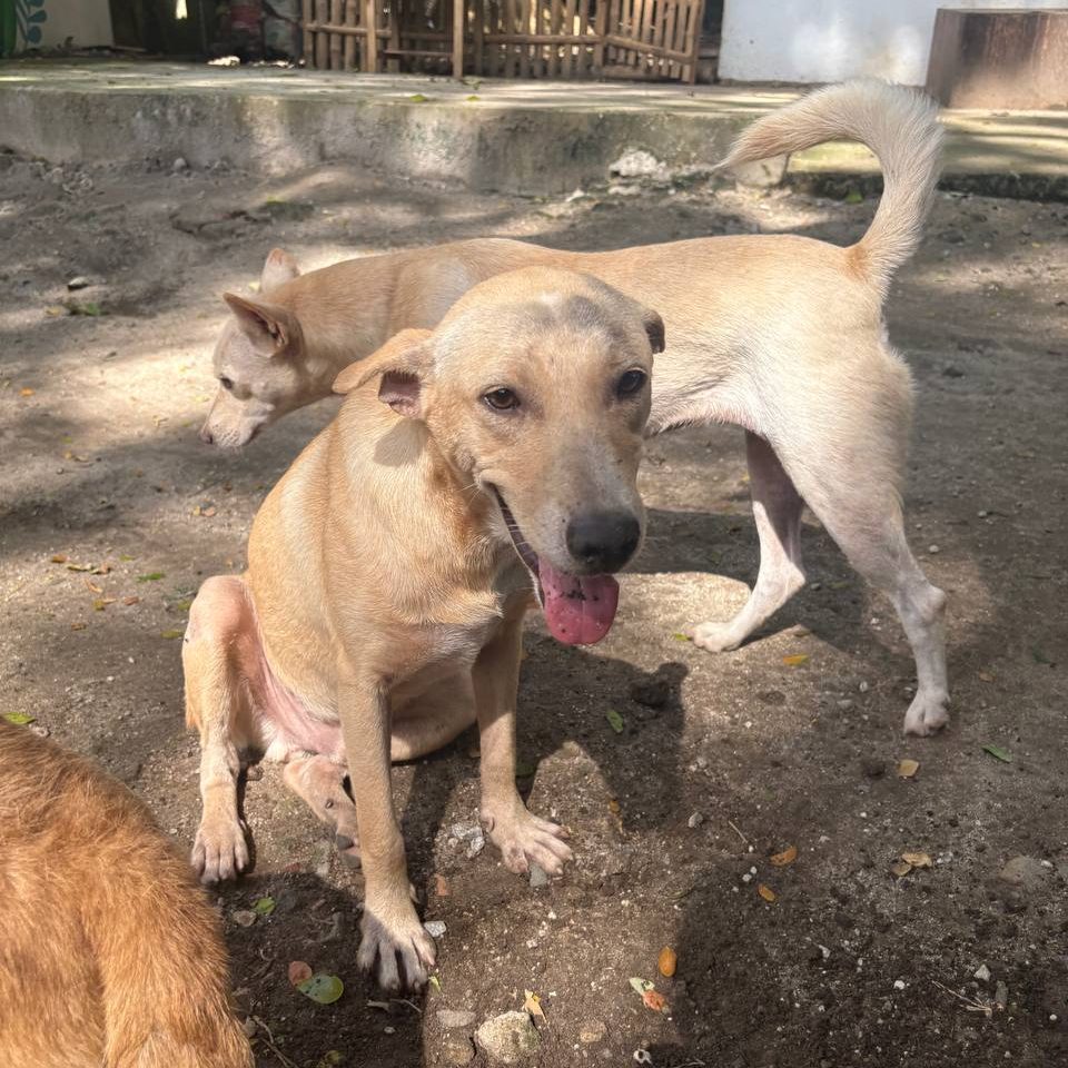 MICHELANGELO-DOG BAC