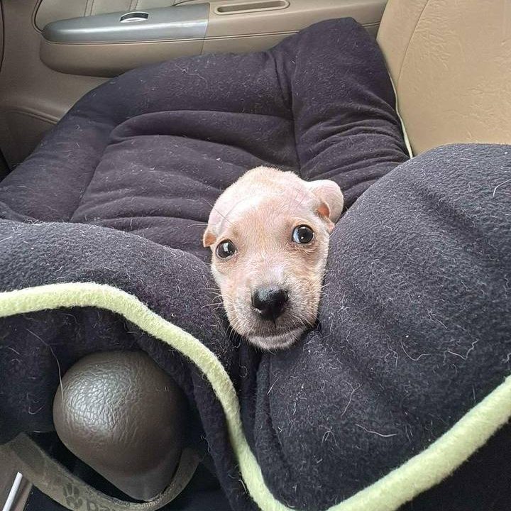 MICHELANGELO-DOG BAC000