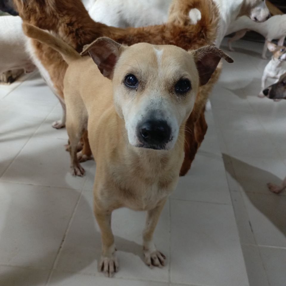 PAOPAO-DOG