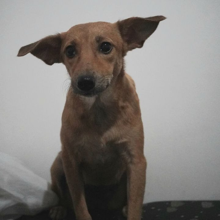 ADELE-DOG