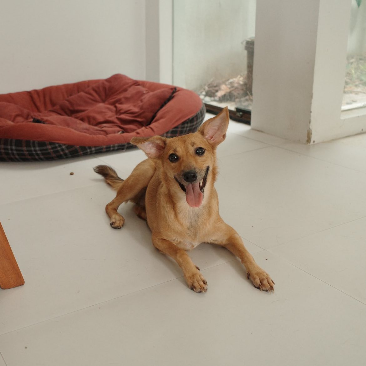 ADELE-DOG3
