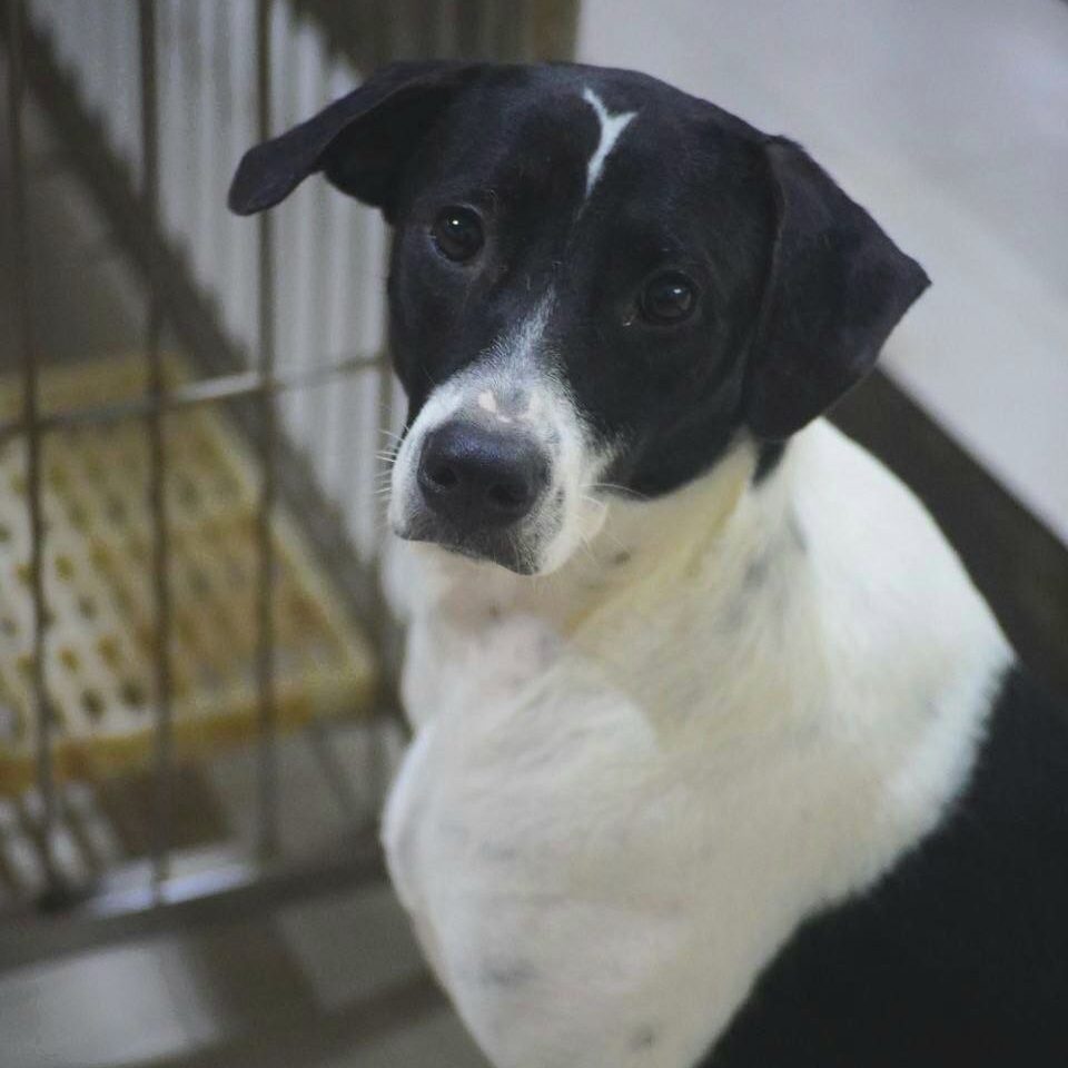 AIDA-DOG