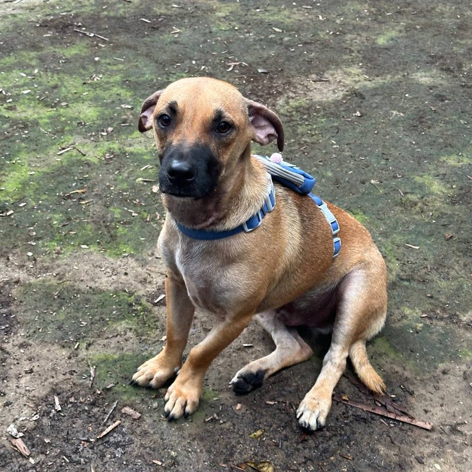 Brown dog with black snout