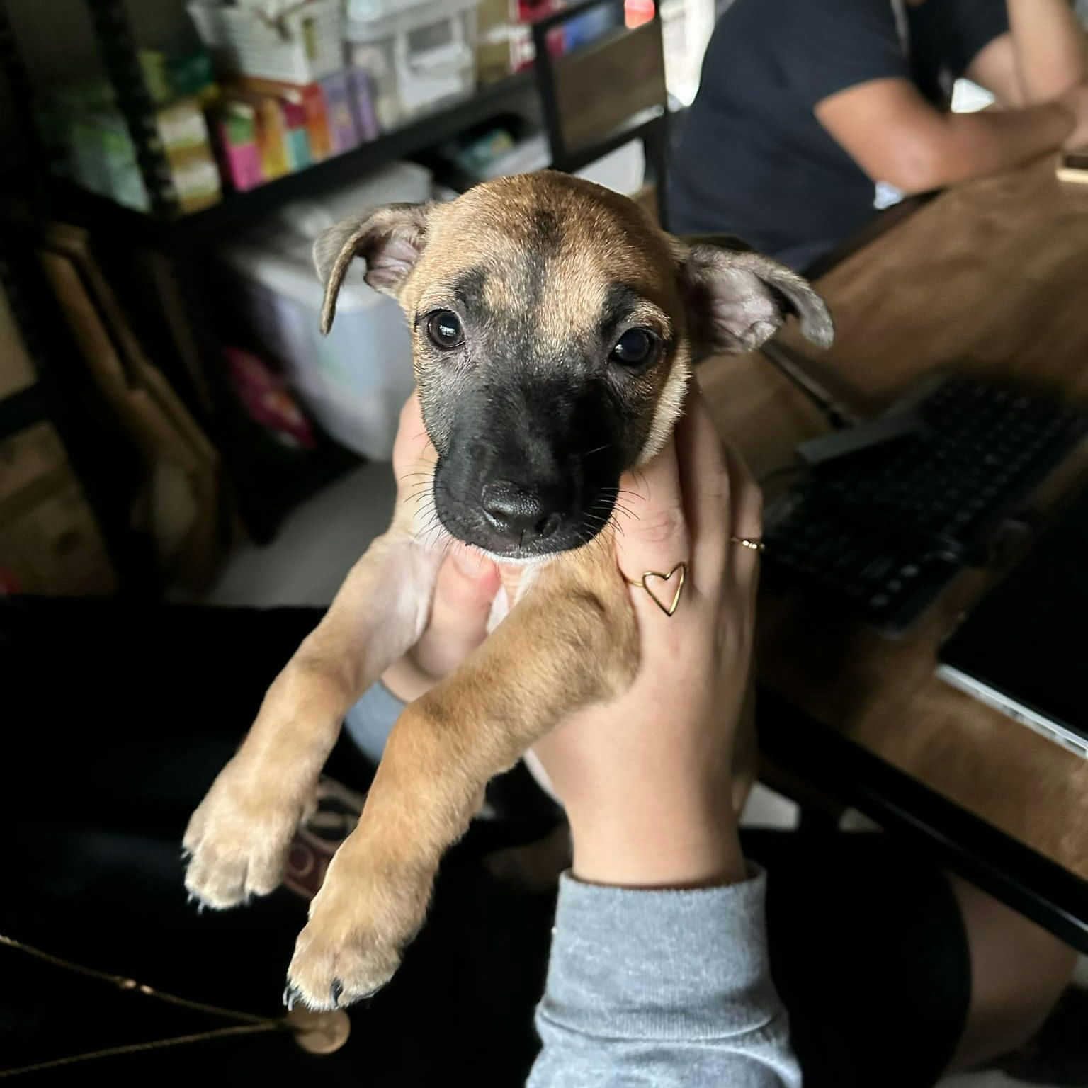 AKIHIRO-DOG BAC