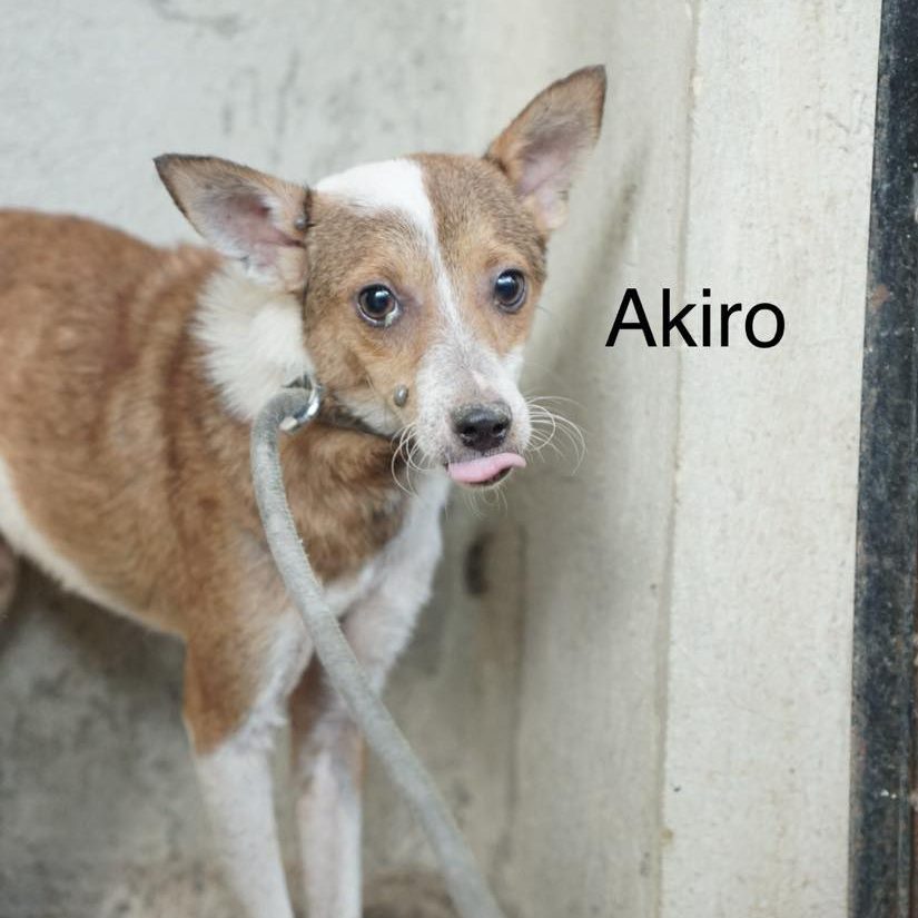 Dog with brown and white coat