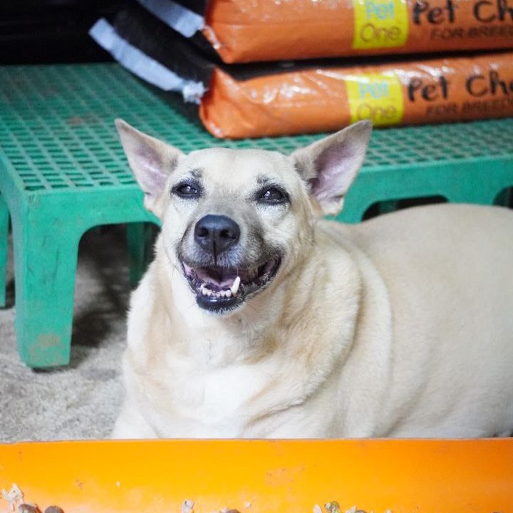 ALICE-DOG