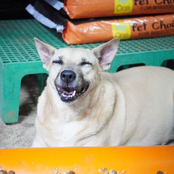 smiling chonky dog
