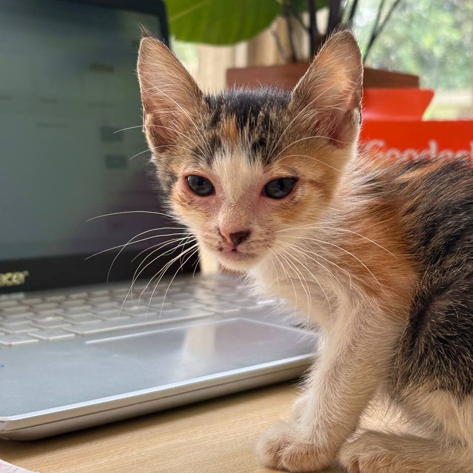 kitten on a table