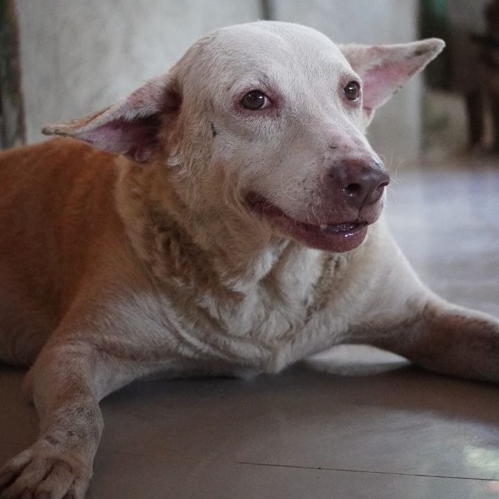 ALONA-DOG