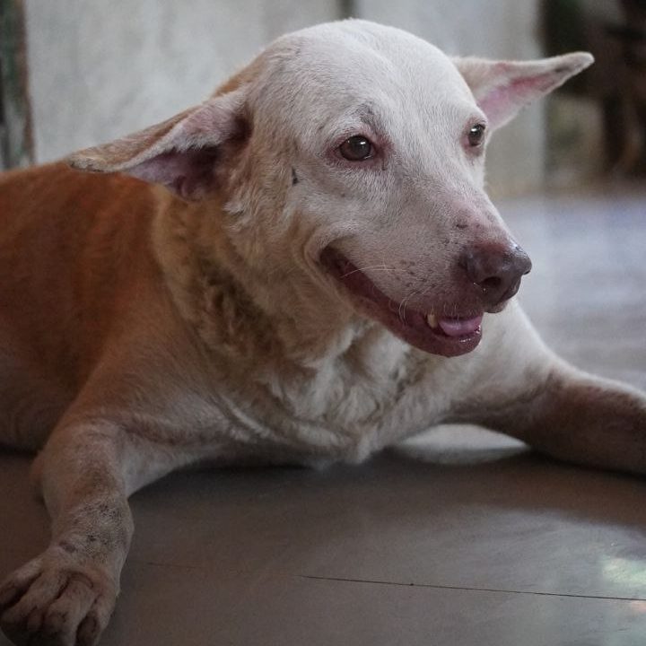 ALONA-DOG2