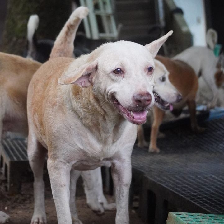 ALONA-DOG3
