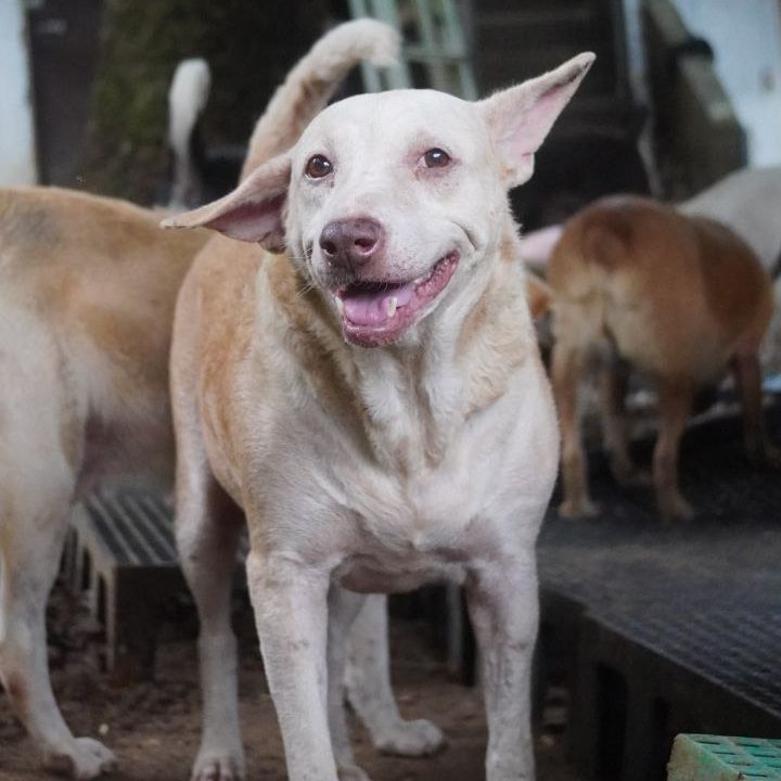 ALONA-DOG4