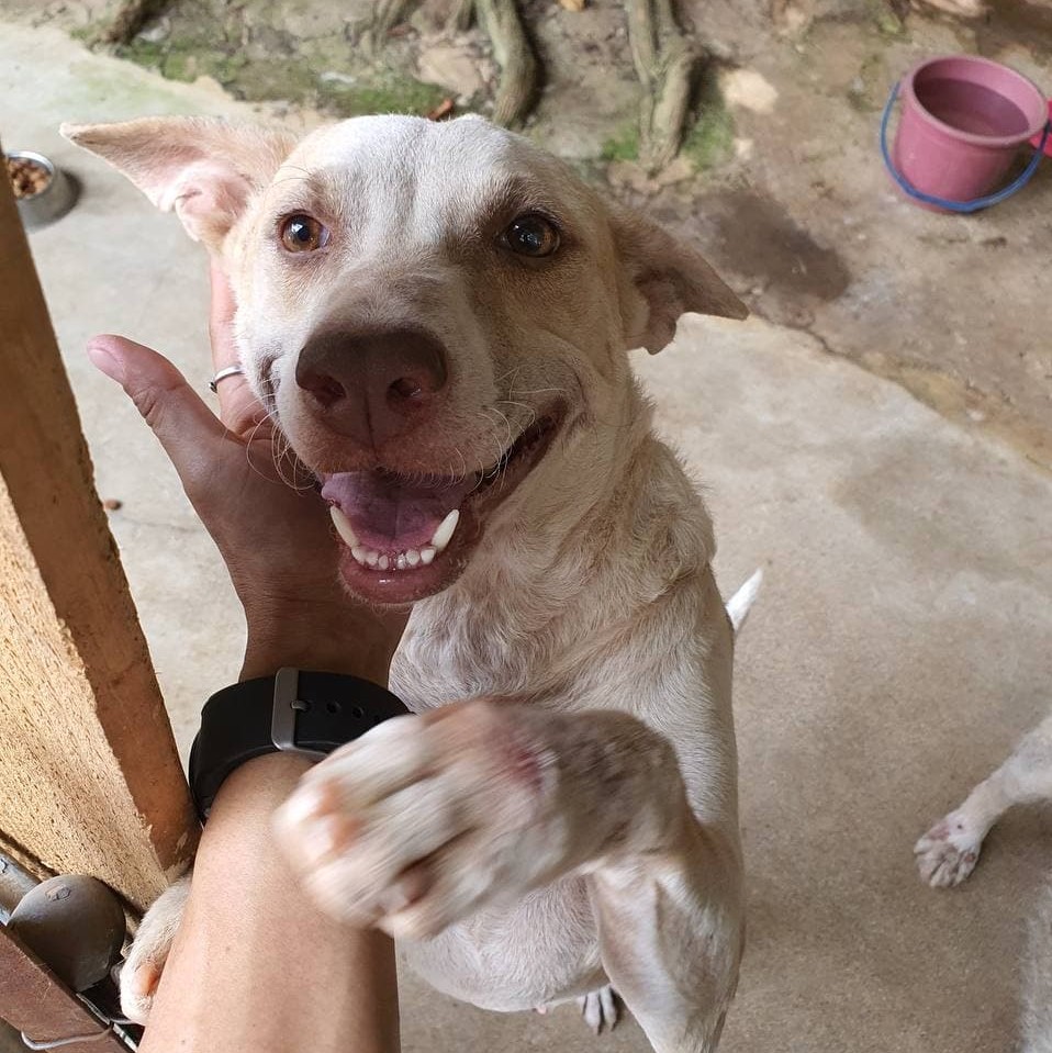 A happy, smiling, senior dog