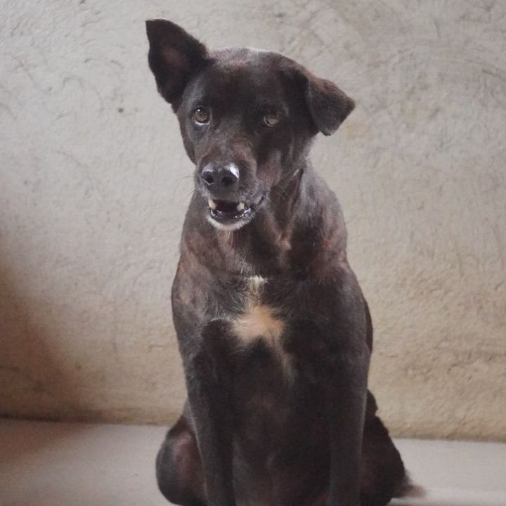 ANDREW-DOG3