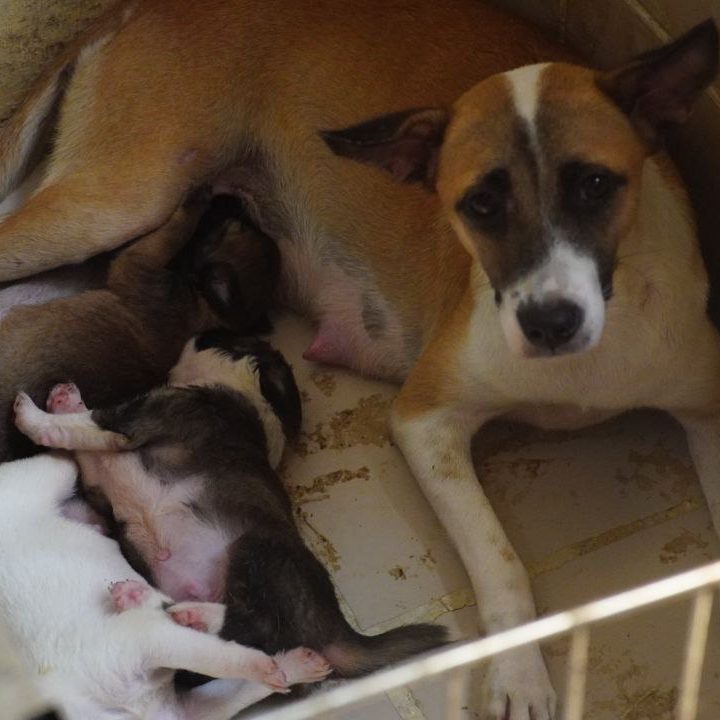 MAMA ANNIE 1
