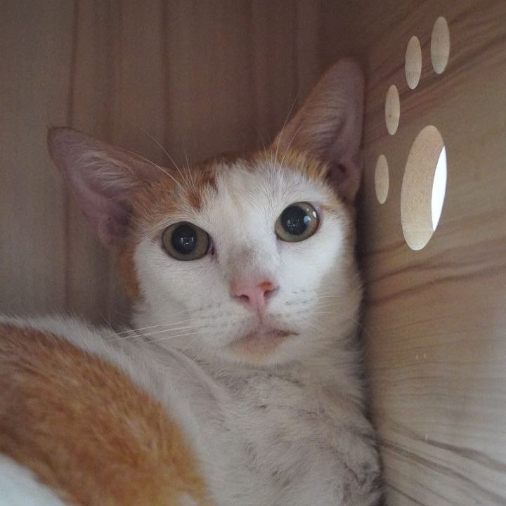 a cat with white and orange coat