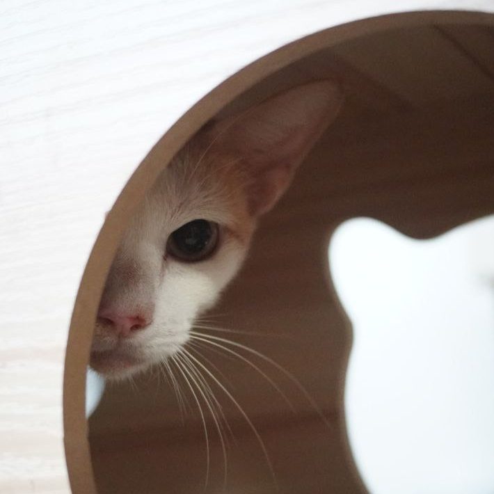 WAFFLE-CAT2