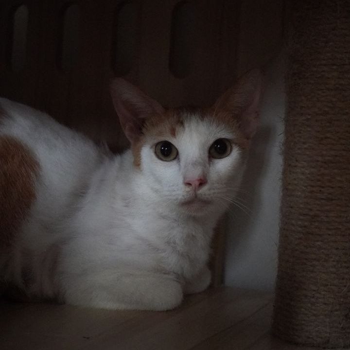 WAFFLE-CAT3