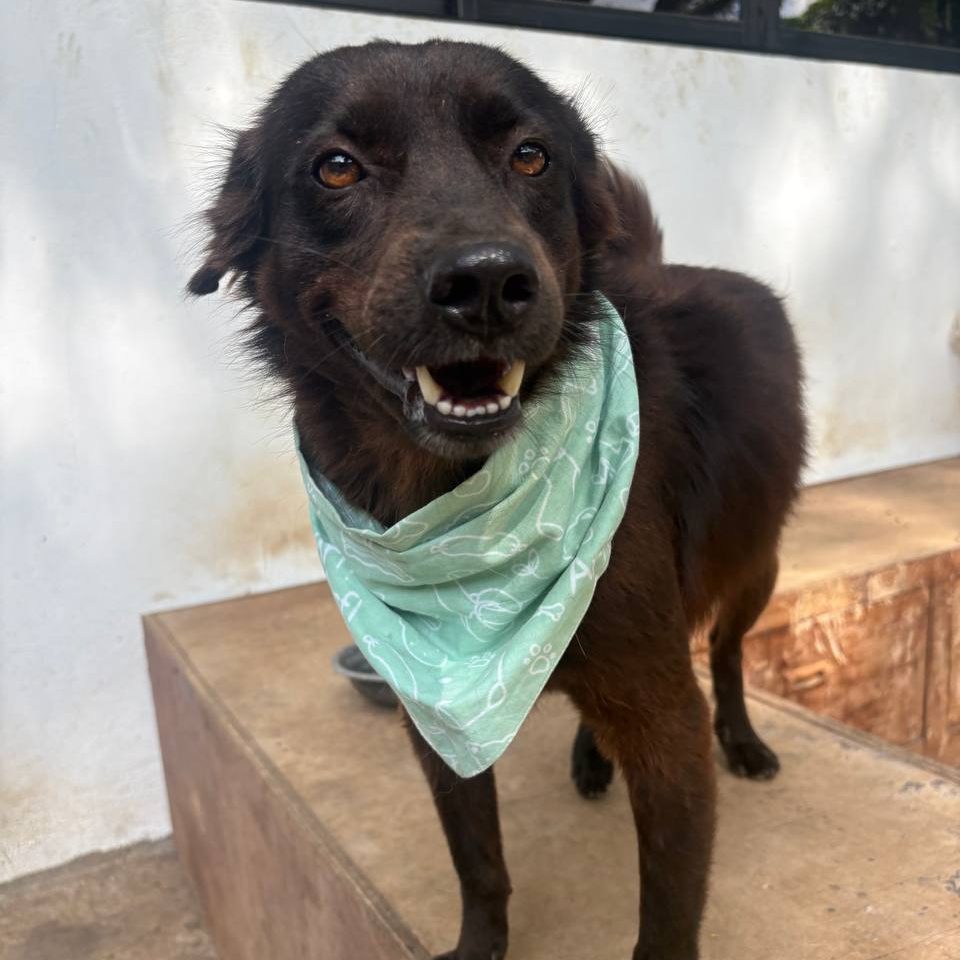 black dog wearing mint green bandana
