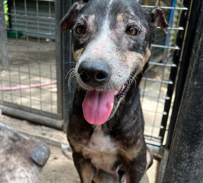 Black dog with brown eyes, smiling with her tongue out