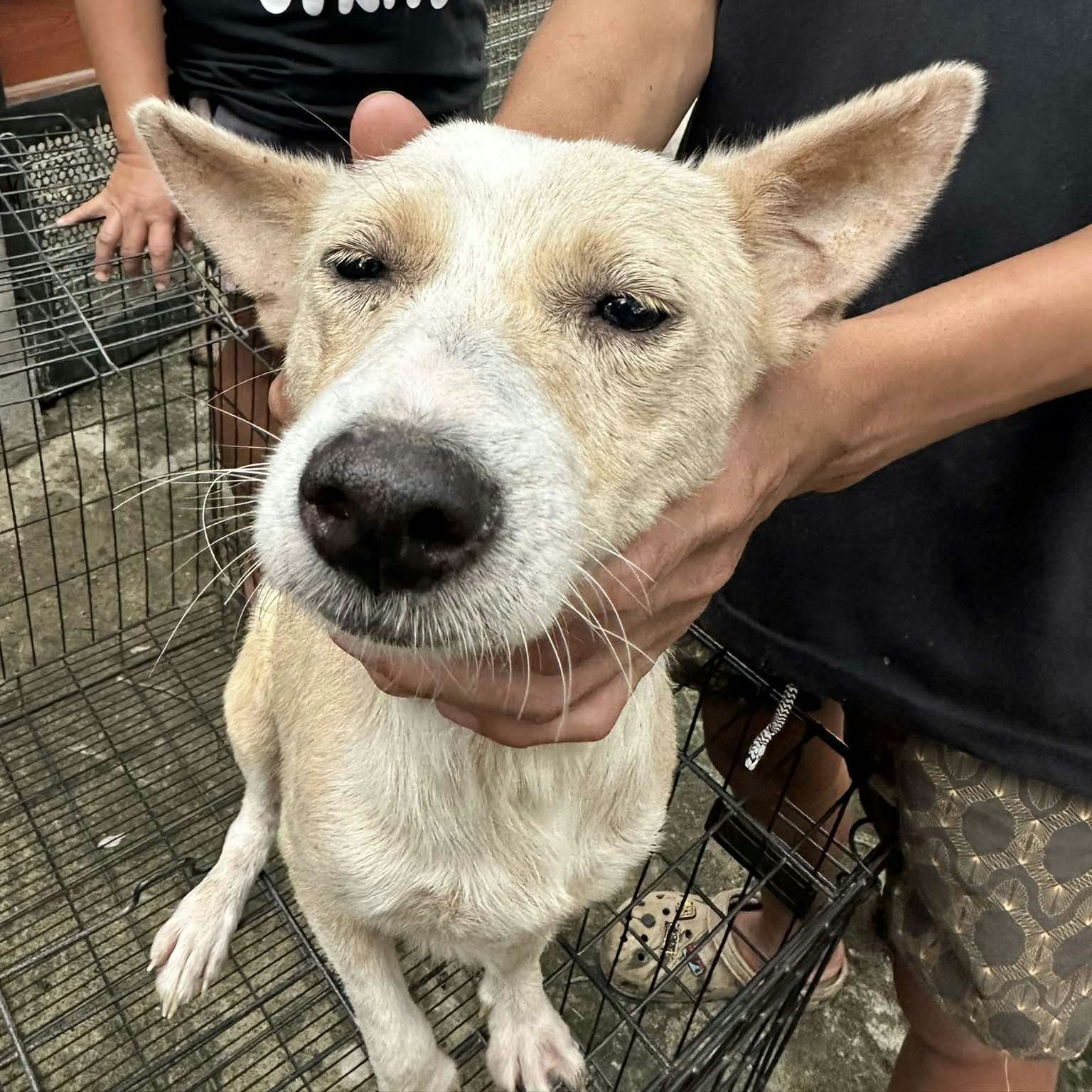 AURORA-DOG BAC