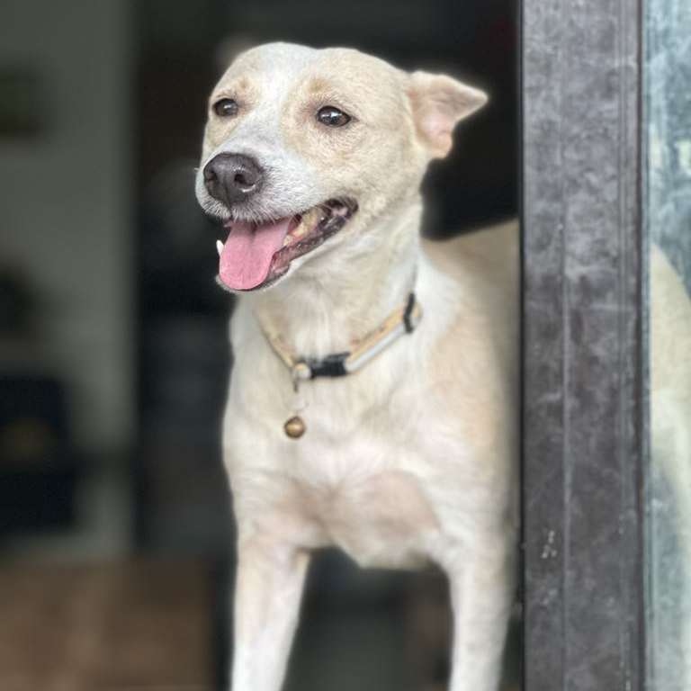 white and cream dog smiling