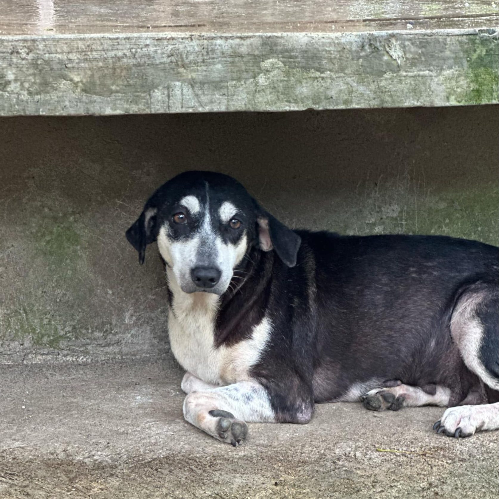 Tuxedo dog laying on the ground