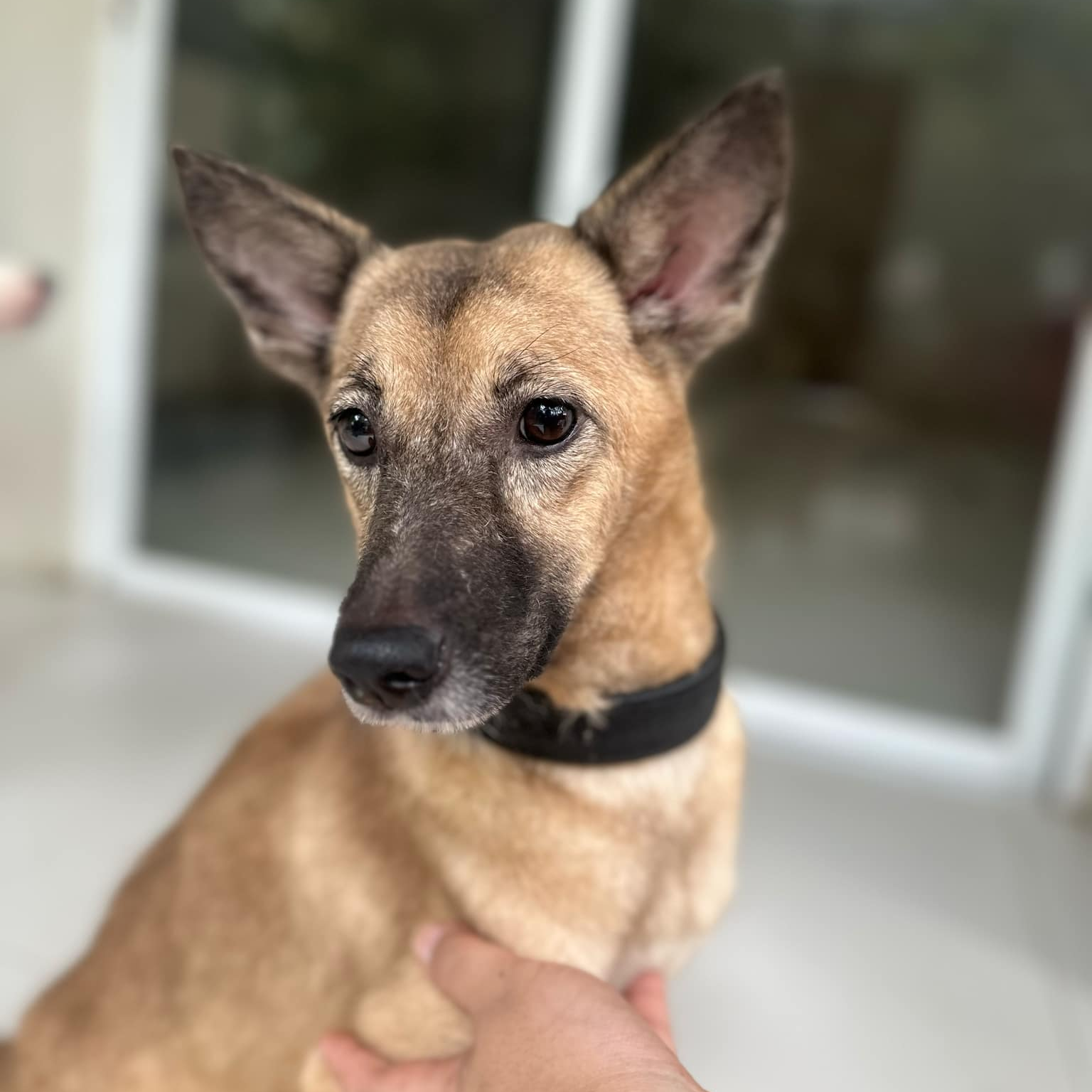 light brown dog with black snout and pointy ears wearing a black collar