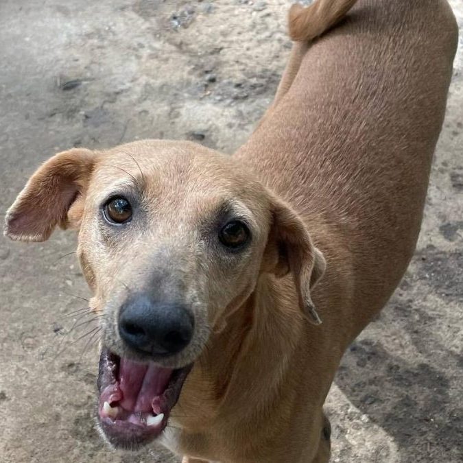 dog with light brown coat