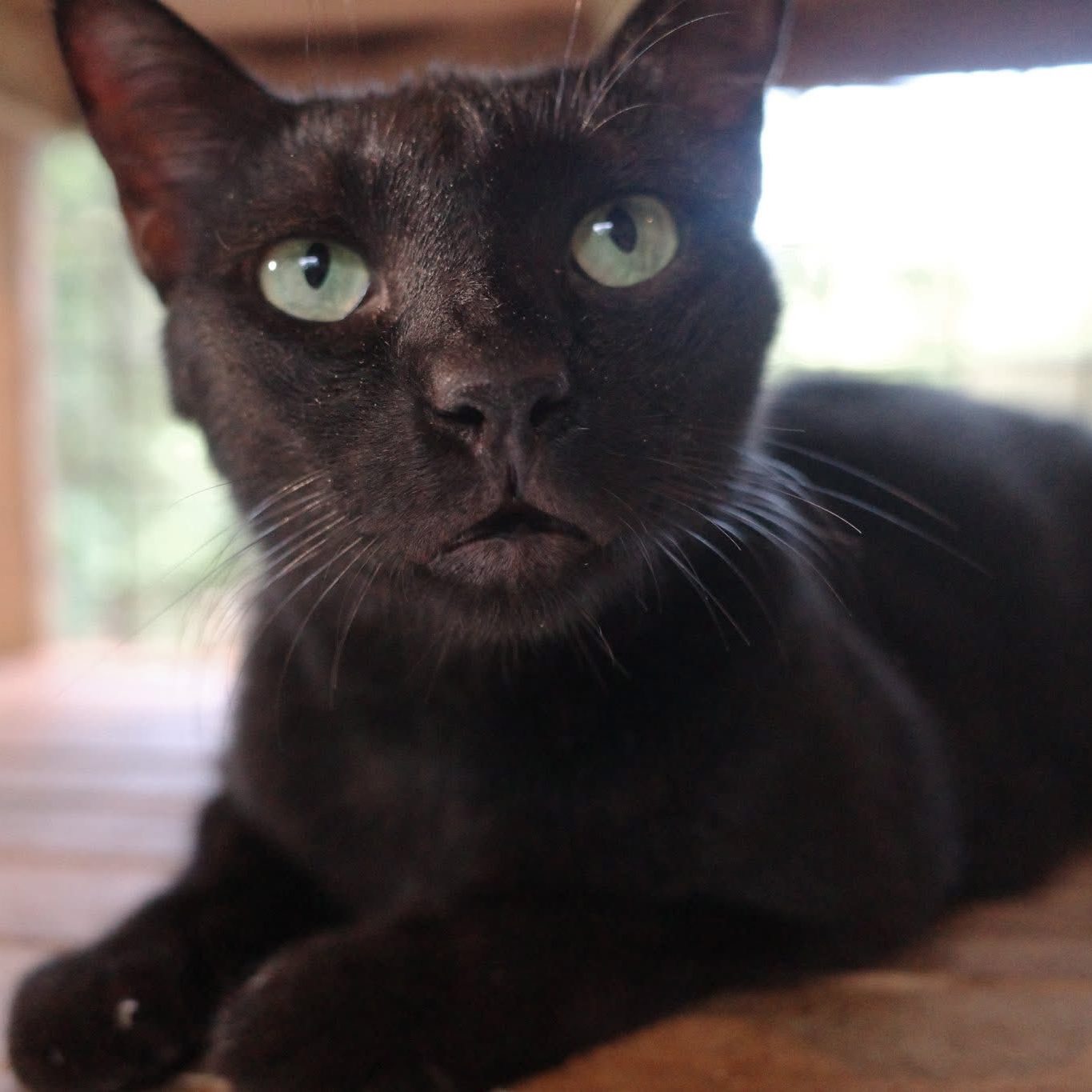 BATCAT 0001