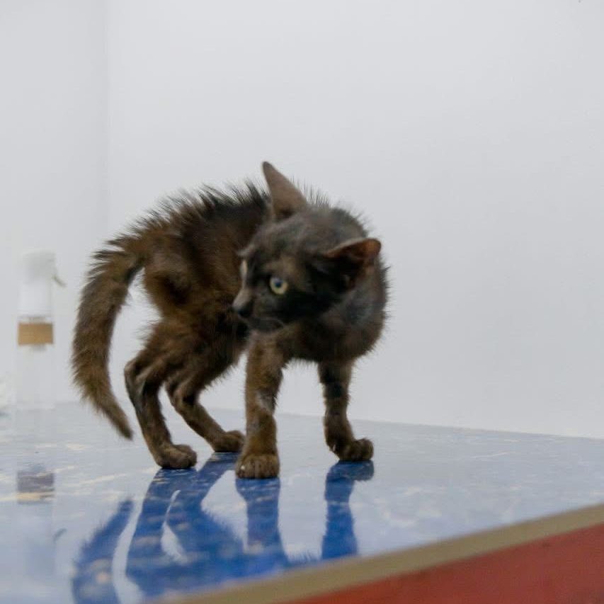 BATCAT 0004