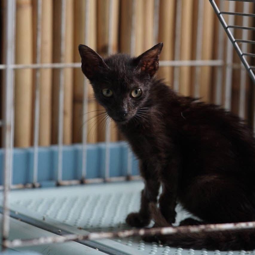 BATCAT 0006