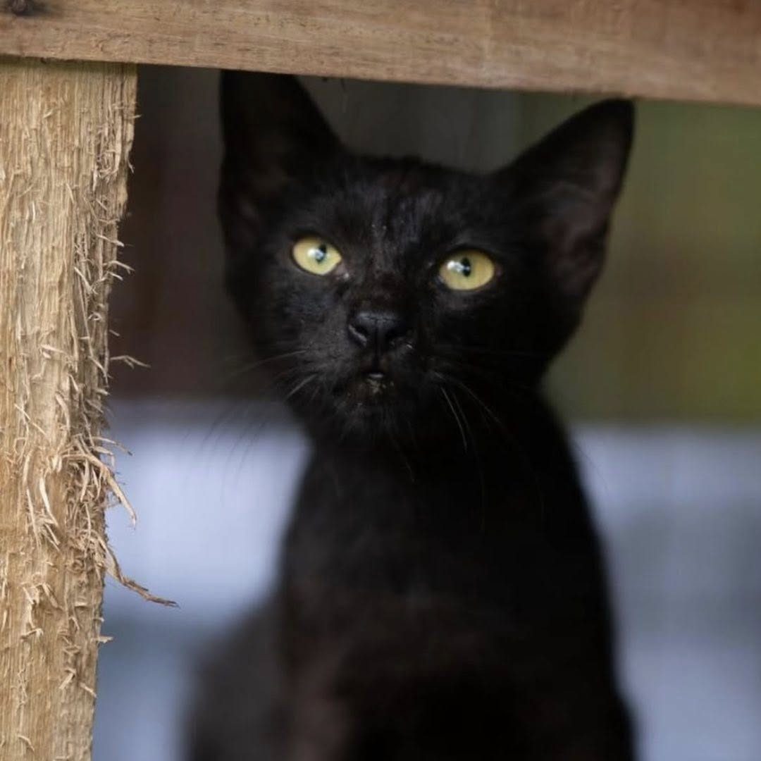 BATCAT 0010
