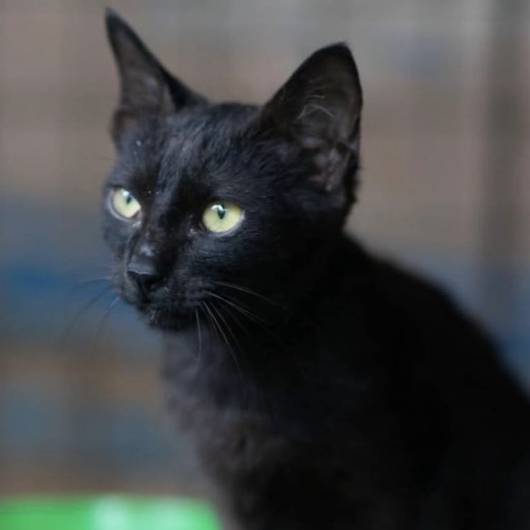BATCAT 0011