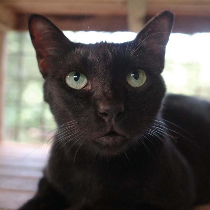 BATCAT-CAT