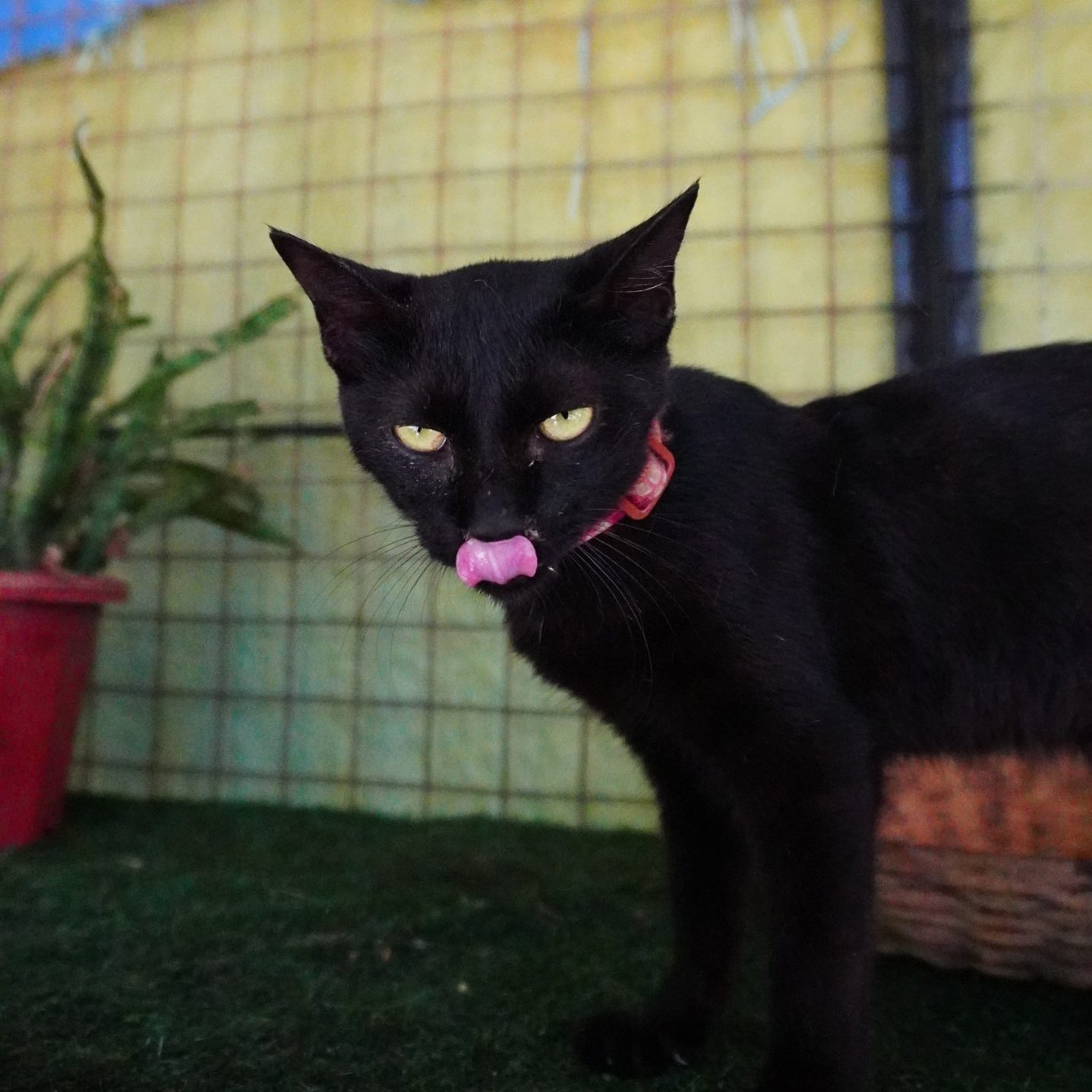 BATCAT-CAT2