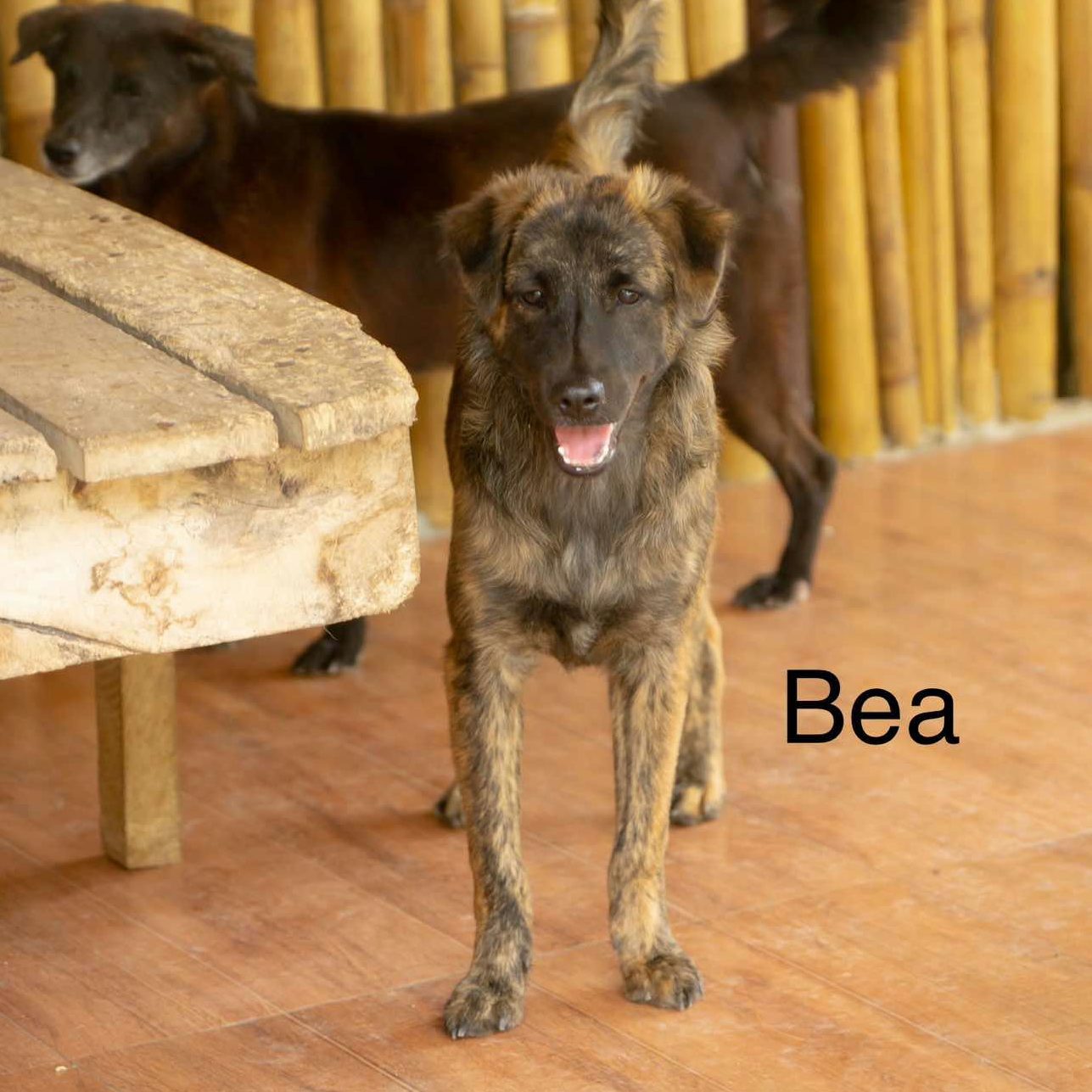 BEA-DOG BAC
