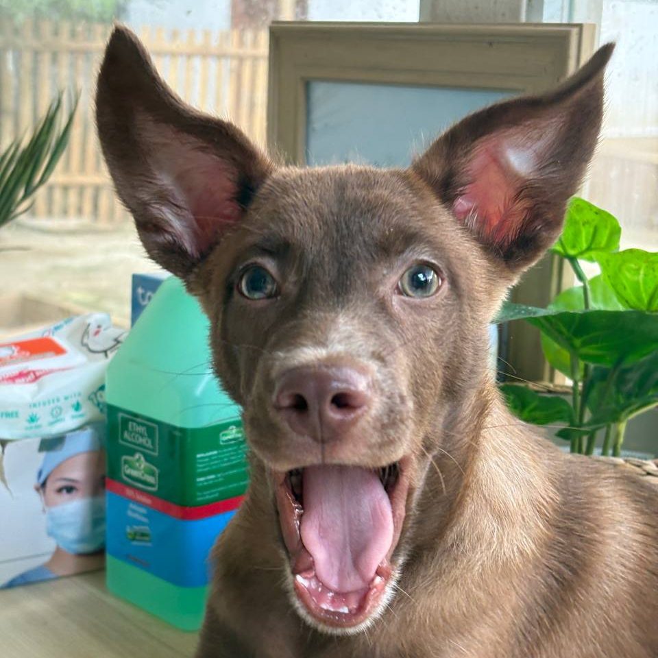 a chocolate brown dog with point ears