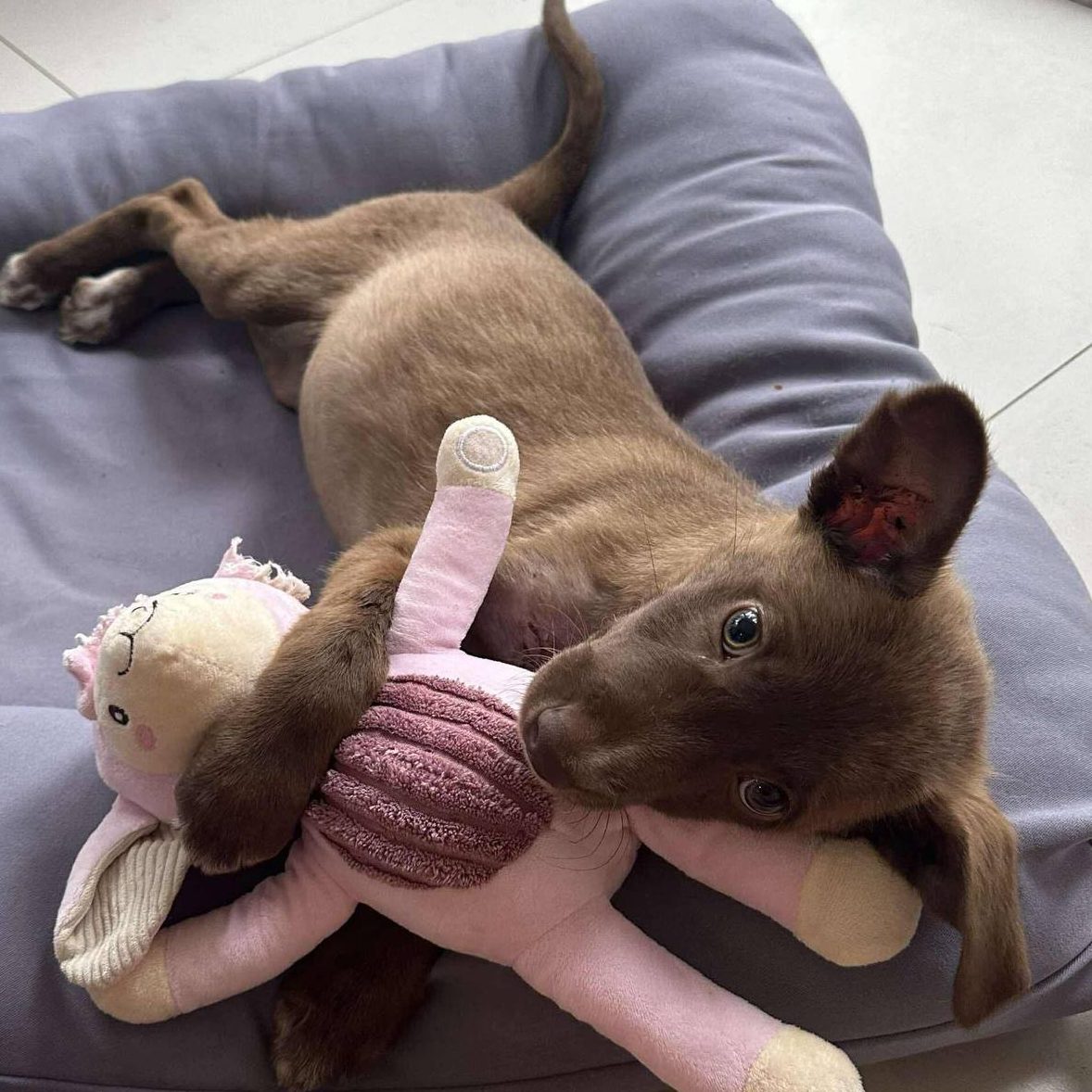 BEAR-DOG BAC3