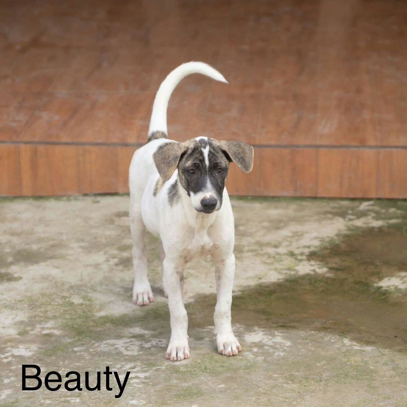 A small white dog with brown spots