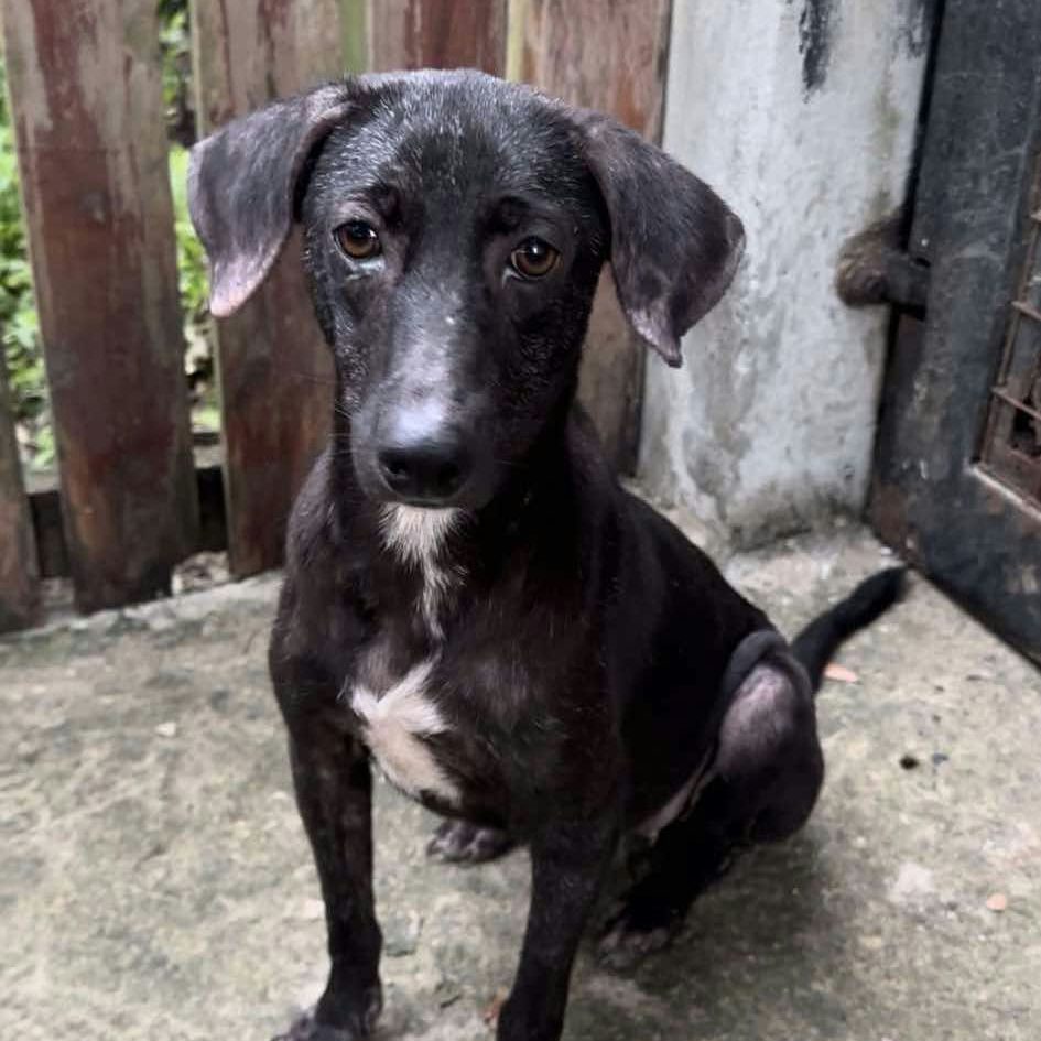 black dog sitting