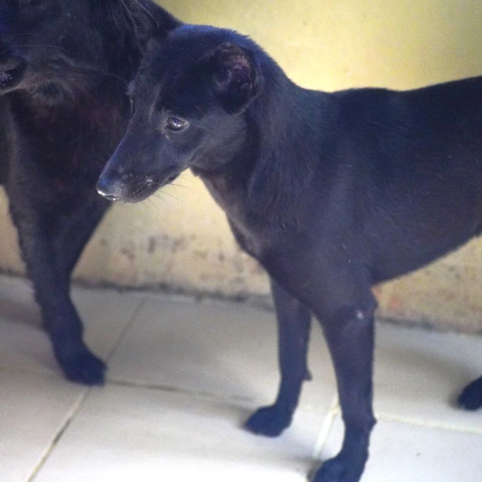 BLACK- DOG BAC 1