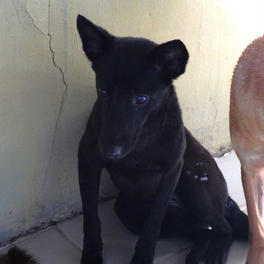 BLACK- DOG BAC 2