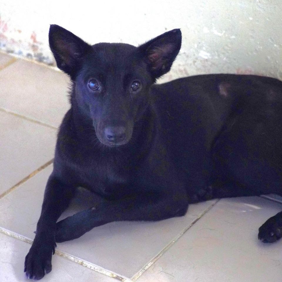 BLACK- DOG BAC 3