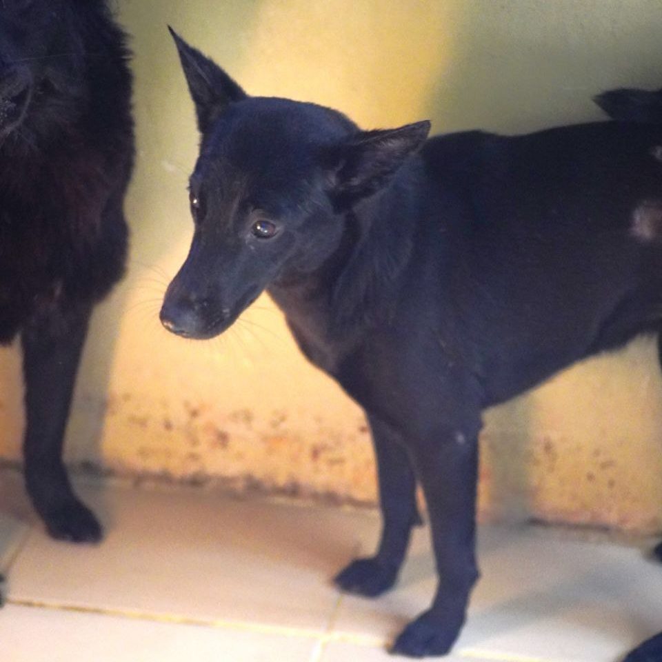 BLACK- DOG BAC 5